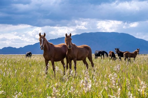 A herd of horses walks across a green pasture with a mountain backdrop, Yssykköl, Kyrgyzstan, Asia