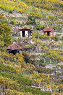 Vineyard cottage in the vineyard, landscape on the Neckar in autumn, Hofen, Stuttgart,
