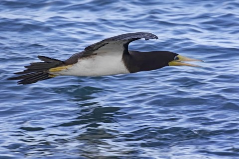 Brown booby (Sula leucogaster) flying narrowly over sea water of the Atlantic Ocean