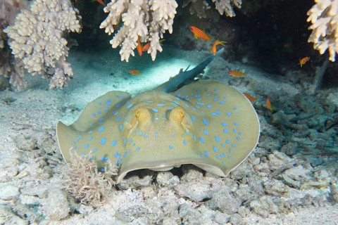Bluespotted ribbontail ray (Taeniura lymma), House reef dive site, Mangrove Bay, El Quesir, Red