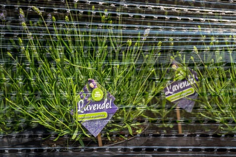 Horticultural company, lavender plants, in flower pots, outdoors, are packed for transport to the