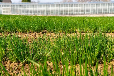 Agriculture, herb nursery, chives young plants, fresh in the field, field, planted