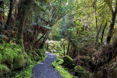 Lake Matheson Trail, New Zealand, Oceania