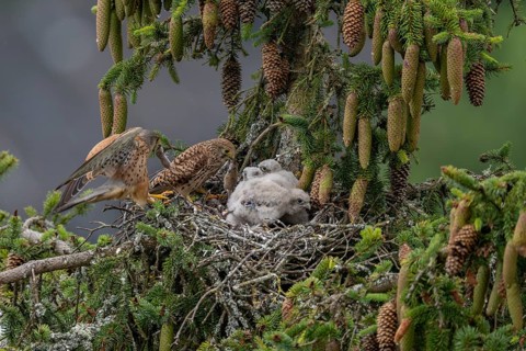 Common kestrel (Falco tinnunculus), female and male adult birds simultaneously bringing mice to the