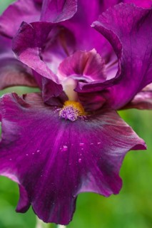 Beautiful iris flower with drops of water bloom in the garden. Close up, fragility and summer