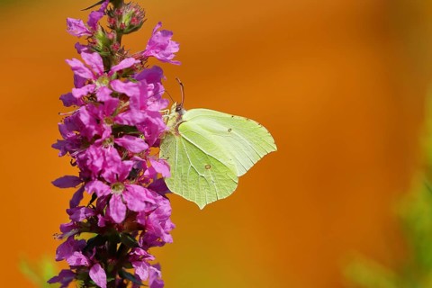 Brimstone (Gonepteryx rhamni) feeding on a flower of purple loosestrife (Lythrum salicaria),