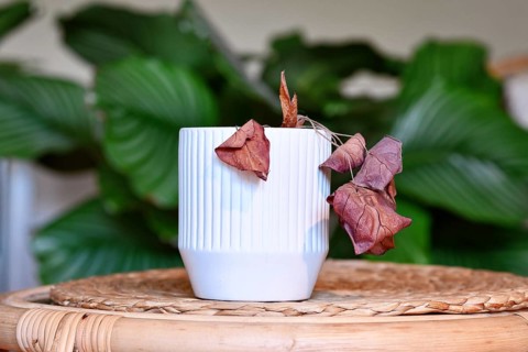 Neglected dying (Alocasia) house plant with hanging dry leaves in white flower pot on table in