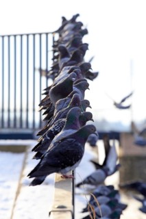 City pigeons in winter, Saxony, Germany, Europe