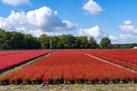 Outdoor area of a horticultural business, autumn plants, heather plants, bell heather, near