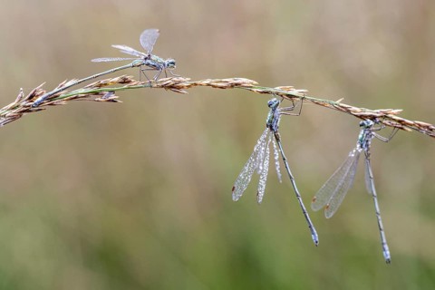Lestes virens (Lestes virens), Emsland, Lower Saxony, Germany, Europe