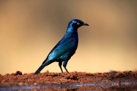 Red-shouldered Glossy Starling (Lamprotornis nitens), adult, at the water, alert, Kruger National