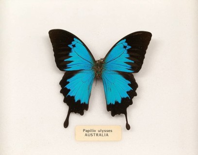 Mounted pinned Papilio Ulysses butterfly from Australia in display case