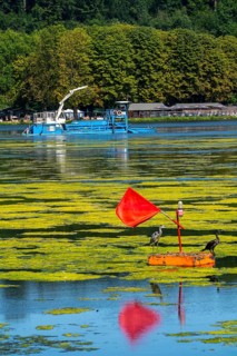 Mowing boat Nimmersatt, of the Ruhrverband, tries to keep the green plant carpet on the Lake