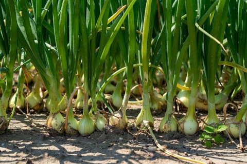 Agriculture, field with onions, Niederkrüchten, North Rhine-Westphalia, Germany, Europe