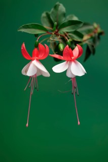 Fuchsias (Fuchsia), flowering, flower, Ellerstadt, Germany, Europe