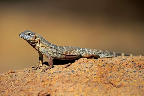 East Mexican Black Iguana, (Ctenosaura acanthura), adult, on rocks, foraging, warming up,