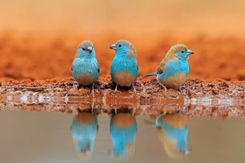 Blue-winged Oriole (Uraeginthus angolensis), Angola Butterfly Finch, adult, three birds, at the