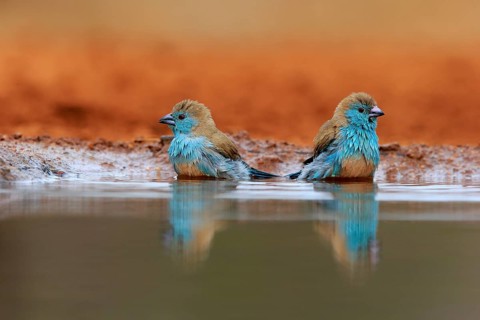 Angolan butterfly finch (Uraeginthus angolensis), blue-eared butterfly finch, adult, two birds, at