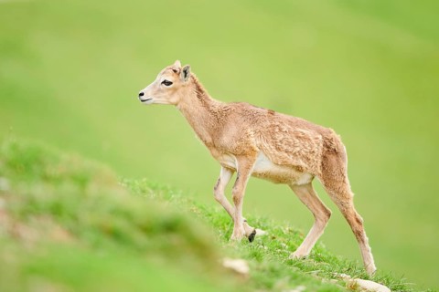 European mouflon (Ovis aries musimon) running walking on a meadow, tirol, Kitzbühel, Wildpark