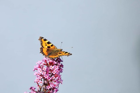 Small tortoiseshell (Aglais urticae), on summer lilac or butterfly-bush (Buddleja davidii), Wilden,
