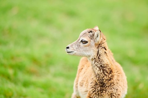 European mouflon (Ovis aries musimon) youngster standing on a meadow, tirol, Kitzbühel, Wildpark