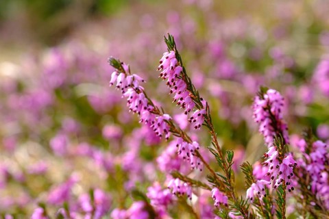 Erica blossom, spring heather, Erica, Kramerplateauweg, Garmisch-Partenkirchen, Werdenfelser Land,