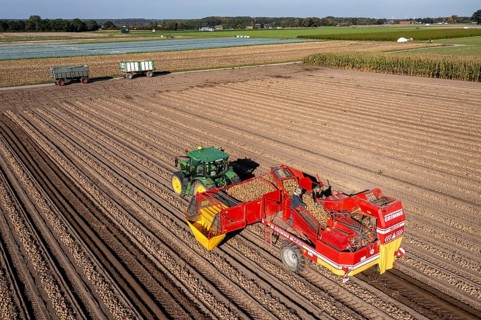 Potato harvesting, so-called split harvesting method, first the tubers are taken out of the ground