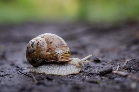 A vineyard snail crawls along a forest path near Münster, 08/04/2024