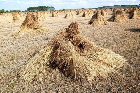 Wheat stooks harvested for thatching standing drying in a field after harvesting, Marden,