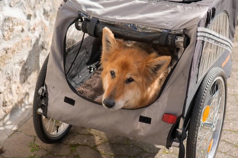 Spanish herding dog, a Pastor Garafiano, looks out of a bicycle trailer, Lower Franconia, Bavaria,