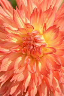 Dahlia 'Snoho Wonder' (Dahlia Hybride), detail of flower, ornamental plant, North Rhine-Westphalia,