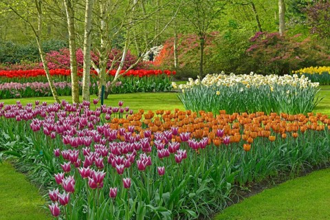 Tulips (Tulipa) and daffodils (Narcissus) at Keukenhof, Lisse, South Holland