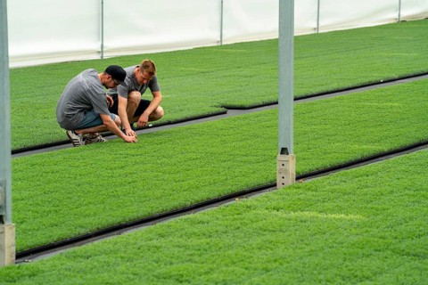 Horticultural nursery, cuttings, lavender plants, Lavandula angustifolia, in the propagation house,