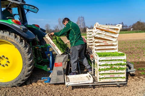 Agriculture, herb gardening, parsley is planted in rows in a field with a planting machine