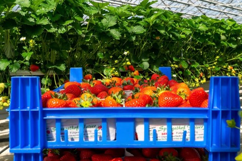 Freshly harvested strawberries, packed in boxes and crates for the consumer, strawberry cultivation