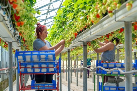 Harvesting strawberries, harvest helper, strawberry cultivation in the greenhouse, young strawberry