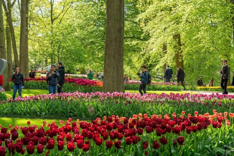 The Keukenhof, gardens, amusement park, spring park, spring flower show, near Lisse, South Holland,