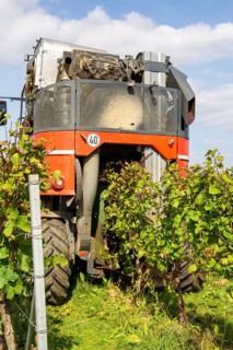 Harvest of Sankt Laurent red wine grapes in the Palatinate