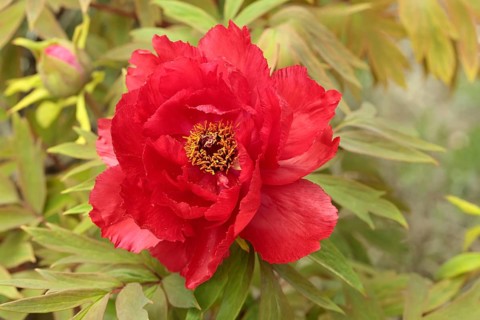 Peony (Paeonia Hybride), blooming, flower, Elllerstadt, Germany, Europe