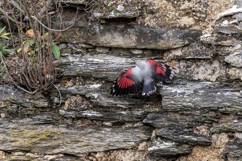 Wallcreeper (Tichodroma muraria) foraging on a wall, wildlife, Germany, Europe