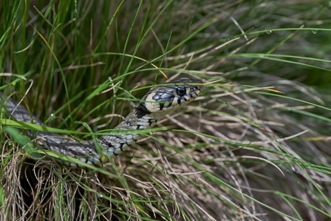 Grass snake (Natrix natrix), Bavaria, Germany, Europe