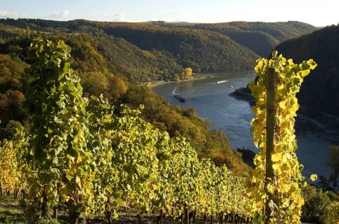 Rhine Valley Unesco between Loreley and Oberwesel, Rhineland-Palatinate, Germany, Europe