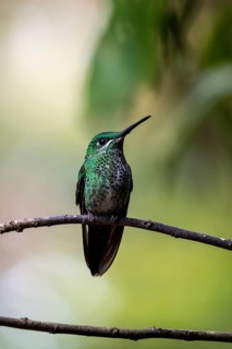Green-crowned brilliant (Heliodoxa jacula) sitting on a branch, Monteverde Cloud Forest, Monte
