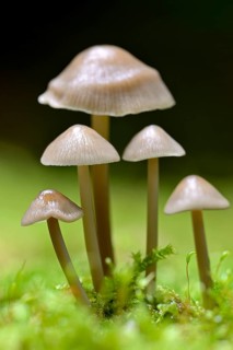 Bonnets (Mycena) in moss, fruiting body, Arnsberg Forest nature park Park, North Rhine-Westphalia,