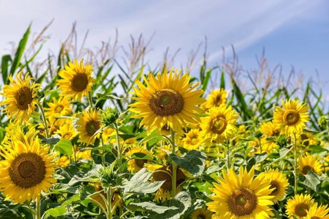 Sunflowers (Helianthus annuus) as a flowering strip on a maize field, Baden-Württemberg, Germany,