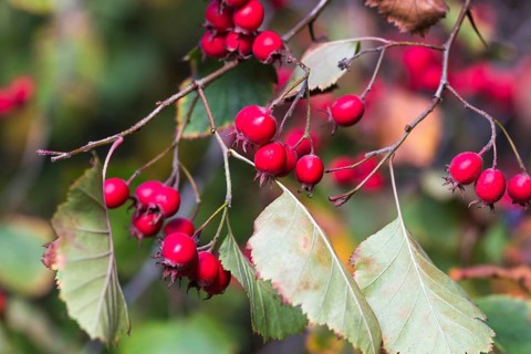 Bright red hawthorn berries in the botanical garden