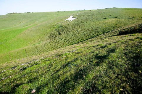 White horse figure carved in chalk scarp slope at Alton Barnes, Wiltshire, England, United Kingdom,