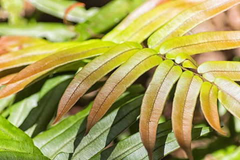 Red-green fern in the jungle.Malaysia