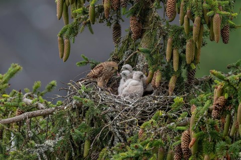 Common kestrel (Falco tinnunculus), female adult bird feeding young birds not yet ready to fly in