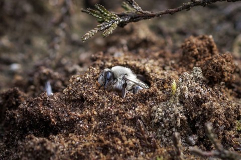 A willow sand bee in the Hohe Ward nature reserve in Münster, 08/04/2024